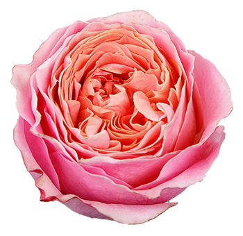 Peach Garden Roses Bicolor - Rosa Loves Me Peach Garden Roses Bicolor - Rosa Loves Me