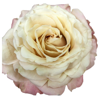 Sahara Sensation Garden Rose in full bloom with delicate, creamy peach petals and a soft pink hue. 