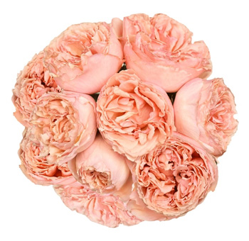 Salmanazar coral pink peach garden roses bring soft charm to weddings, premium bouquets, and romantic events.