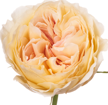 Garden Roses - Wabara Lihukotalu with creamy yellow petals and blush undertones, perfect for weddings, centerpieces, and vintage-inspired floral designs.