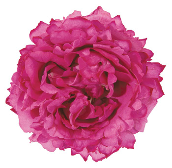 Yves Piaget Garden Rose.