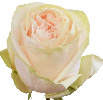 Close-up of a Garden Spirit Light Pink Garden Rose with delicate pink petals and soft green outer layers.