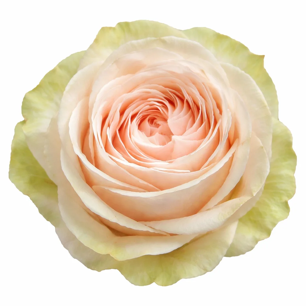 A detailed close-up of a fully bloomed Garden Spirit Light Pink Garden Rose, emphasizing its layered petals and subtle green edges.