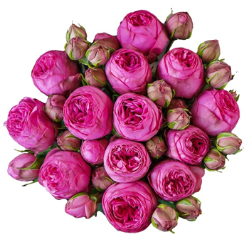 Pink Piano Spray Garden Roses