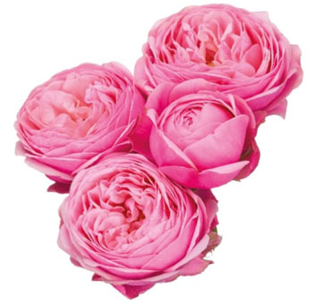 Silva Pink Spray Garden Rose