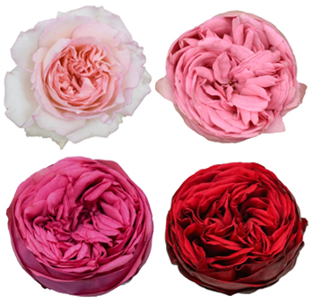 Garden Spray Roses - Assorted Growers Choice
