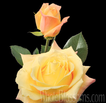 Geisha Butter Yellow Roses with soft yellow petals and peach undertones, ideal for weddings, spring celebrations, and elegant floral arrangements.
