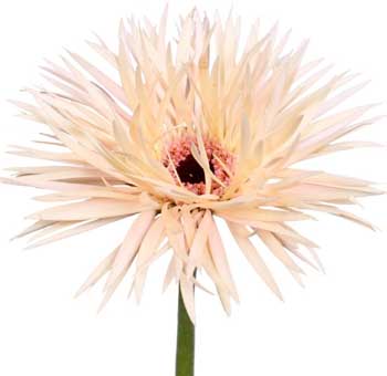 Blush Gerbera Daisy