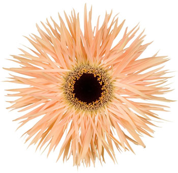 Peach Gerbera Daisy
