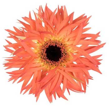 Coral Gerbera Daisy