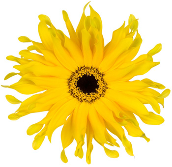 Yellow Gerbera Daisy