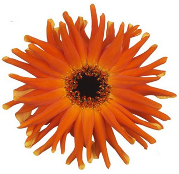 Orange Gerbera Daisy