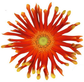 Gerbera Flower