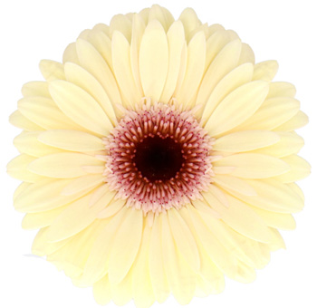 Cream Gerbera Daisy