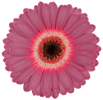 Gerbera Daisy Flower