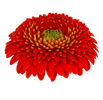 Red Gerbera Daisy
