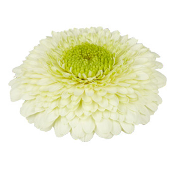 Green Gerbera Daisy