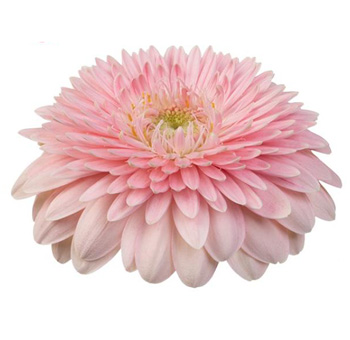 Light Pink Gerbera Daisy