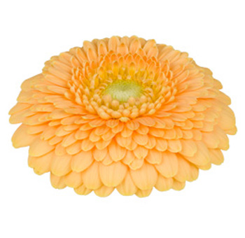 Peach Gerbera Daisy