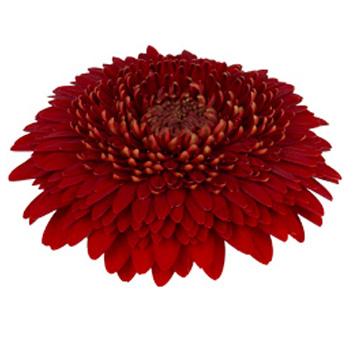 Dark Red Gerbera Daisy