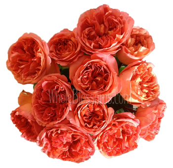 Lush coral-orange Rene Goscinny garden roses, ideal for romantic weddings, vibrant centerpieces, or bridal bouquets.