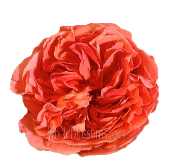 Coral orange Rene Goscinny garden roses with vintage charm, ideal for weddings, event florals, or romantic gifts.