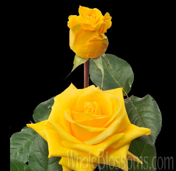 Gold Star Yellow Rose with brilliant yellow petals, perfect for weddings, birthdays, and cheerful floral arrangements that radiate warmth and sophistication.