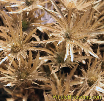 Gold Eryngium Thistle flowers with spiky textured petals, perfect for adding a bold and unique touch to floral arrangements or event décor.