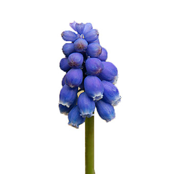Grape Hyacinth Muscari with vibrant blue, bell-shaped blooms. Perfect for spring weddings, garden-themed events, and vibrant floral arrangements.