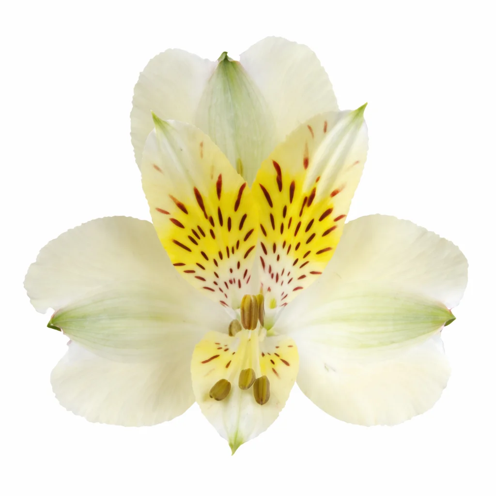Fresh green alstroemeria flowers available for wholesale, perfect for bulk floral designs, events, and weddings.