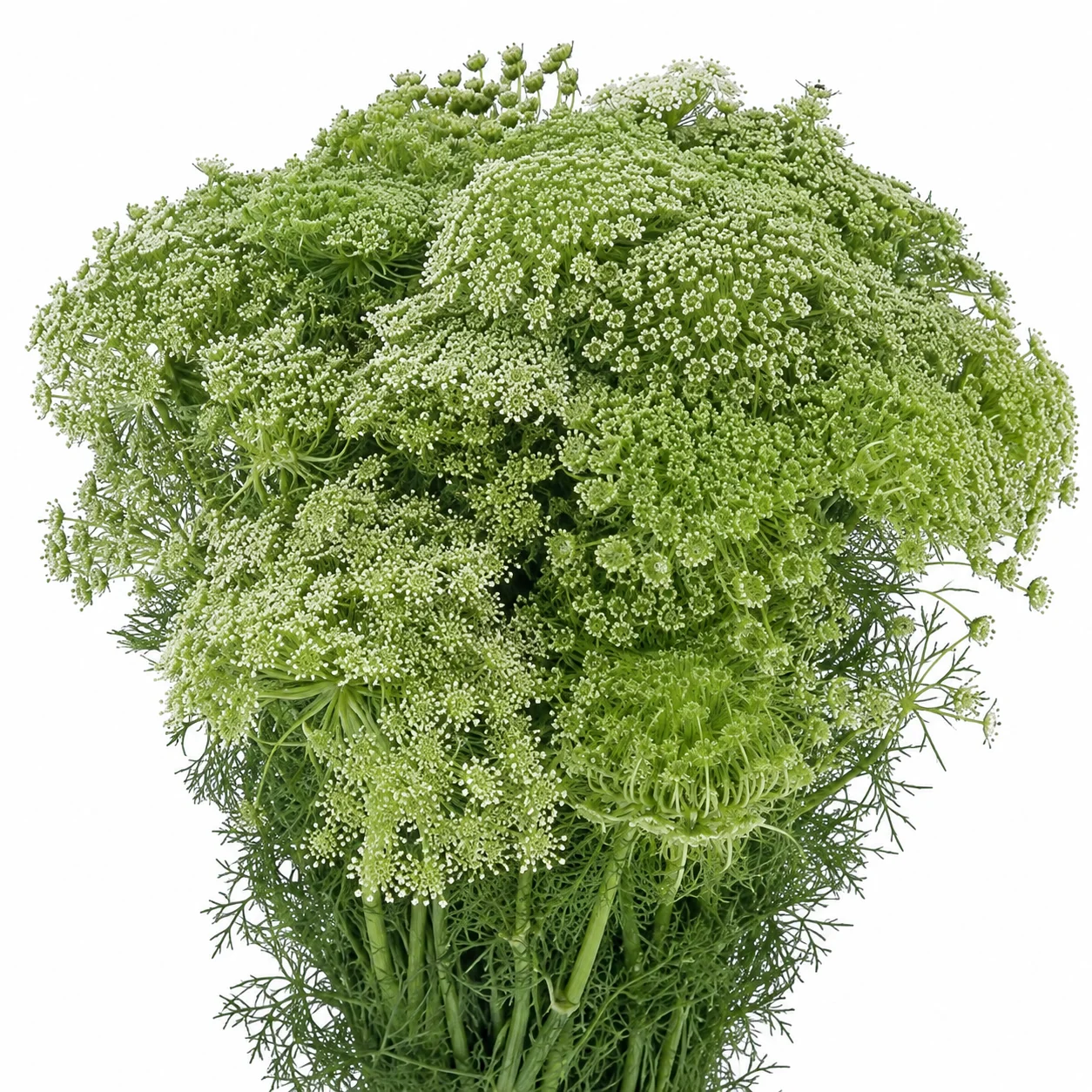 Fresh green Ammi flowers with delicate clustered blooms and feathery foliage for natural wedding floral arrangements.