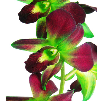 Dyed green dendrobium orchid with bicolor tones, perfect for weddings, exotic gifts, and modern styling.
