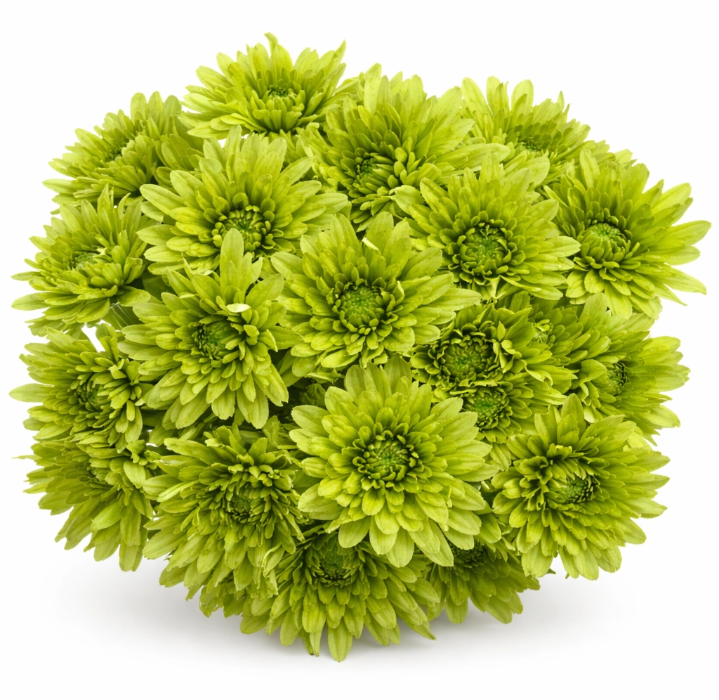 Green Cushion Pom Tinted Flower