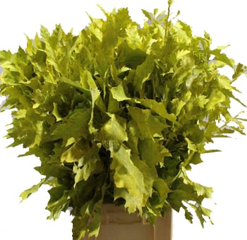 Wholesale Oak leaves greenery, ideal for fall weddings, bouquets, seasonal décor, and natural event arrangements.