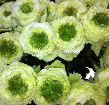 Close-up of a bunch of Green Eyed Beauty Green Garden Roses with distinctive green centers surrounded by pale green petals.