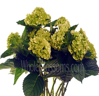 Bouquet of green Hydrangea mini blooms with natural tones, perfect for adding texture and vibrant color to wedding arrangements or event décor.