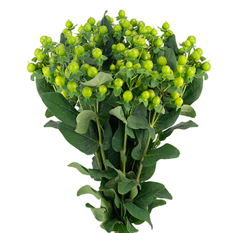 Bouquet of green Hypericum berry flowers, showcasing an abundance of vibrant green berries against large green leaves, ideal for floral arrangements.