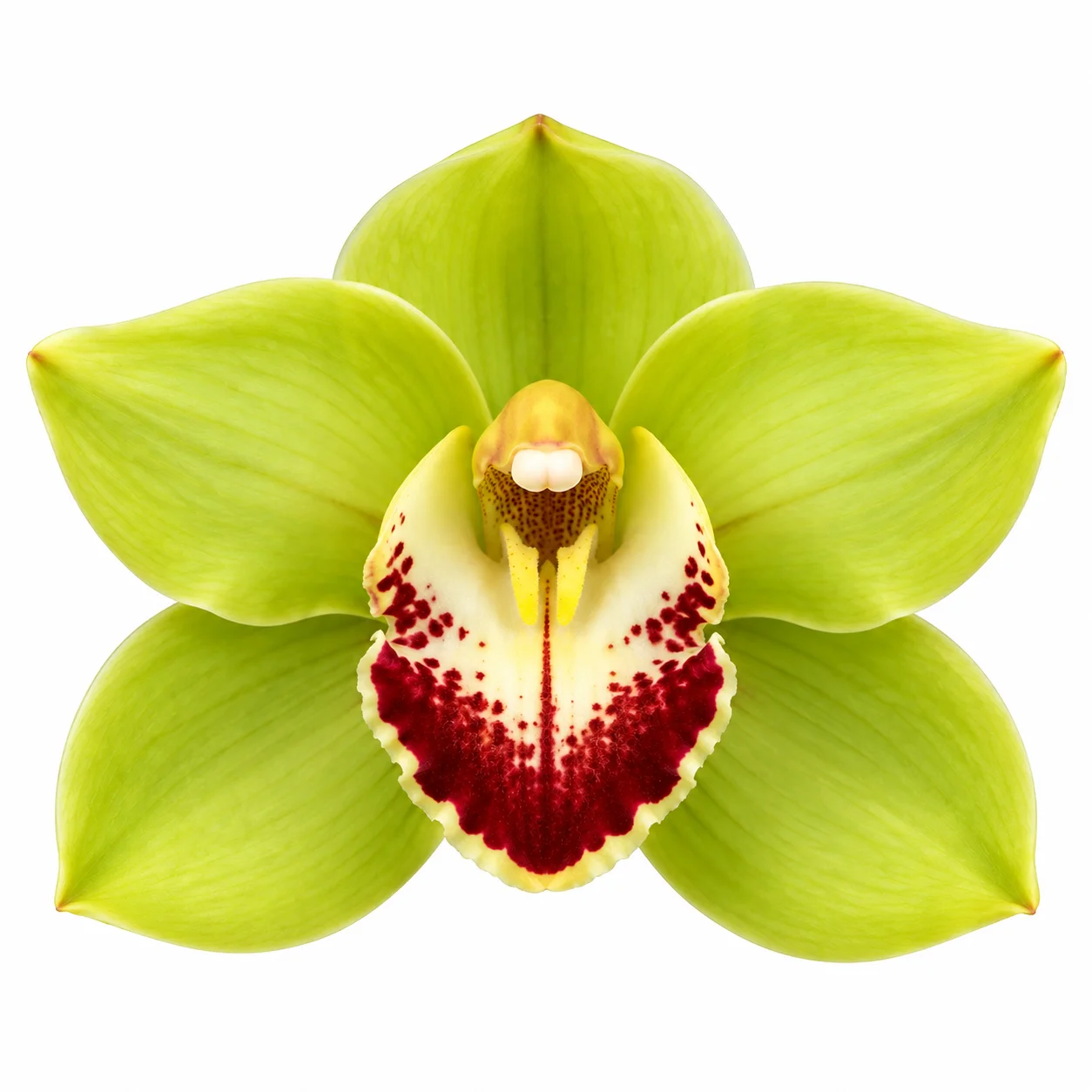 Close-up of a Green Cymbidium Orchid flower showing vibrant lime green petals and a deep burgundy red lip