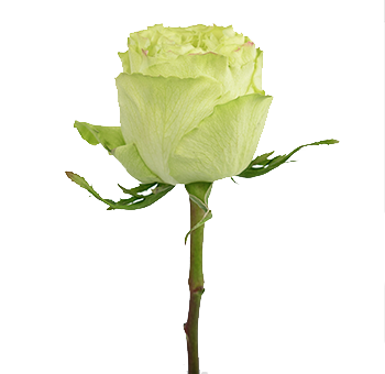 Vibrant green roses arranged for weddings, receptions, and events at wholesale prices. 