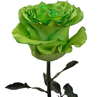 Green Rose Dyed with vivid green petals, perfect for St. Patrick’s Day, eco-themed events, and bold floral designs with a modern flair.