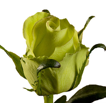 Close-up of a single jade green rose bloom, perfect for unique wedding bouquets and luxury floral arrangements.