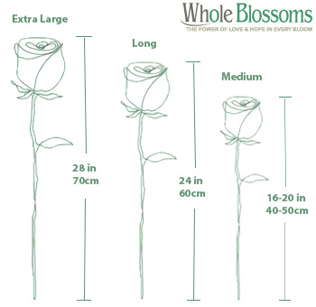 Comprehensive green rose size chart for elegant wedding arrangements.