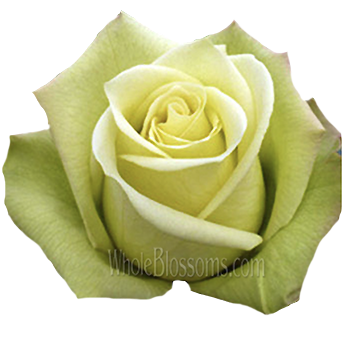 Green Roses with soft green petals, perfect for weddings, eco-themed events, and modern floral arrangements that exude harmony and sophistication.