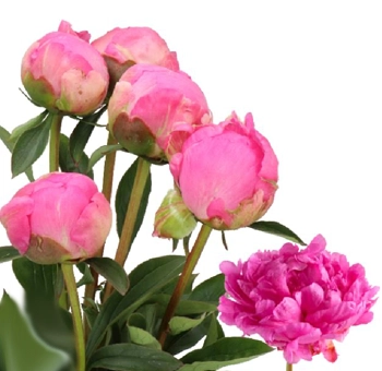 Wholesale dark pink Hallelujah peonies with ruffled raspberry petals for stunning May and June wedding flowers, centerpieces, and bridal arrangements.