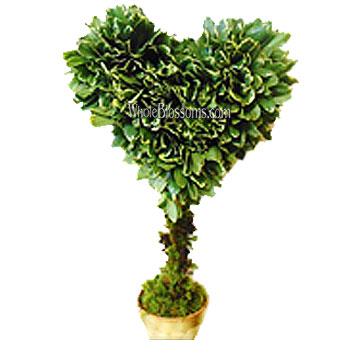 Variegated pittosporum shaped into heart topiary, great for Valentine events, bridal decor, and creative wedding accents.