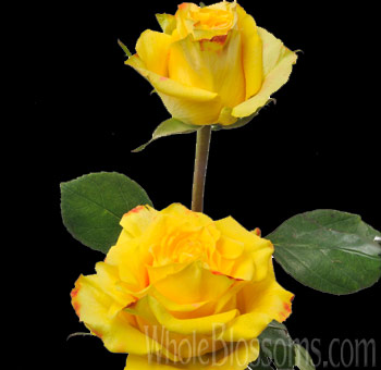 High and Magic Bicolor Rose with vibrant yellow petals edged in red, perfect for bold floral arrangements and summer event décor.