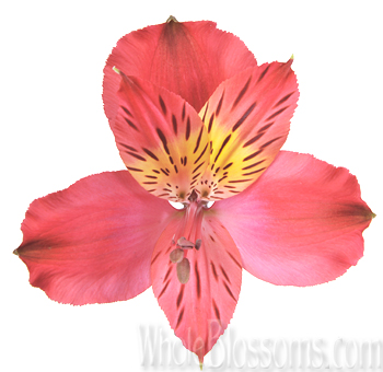 Wholesale hot pink alstroemeria in bulk, a vivid choice for event floral arrangements.