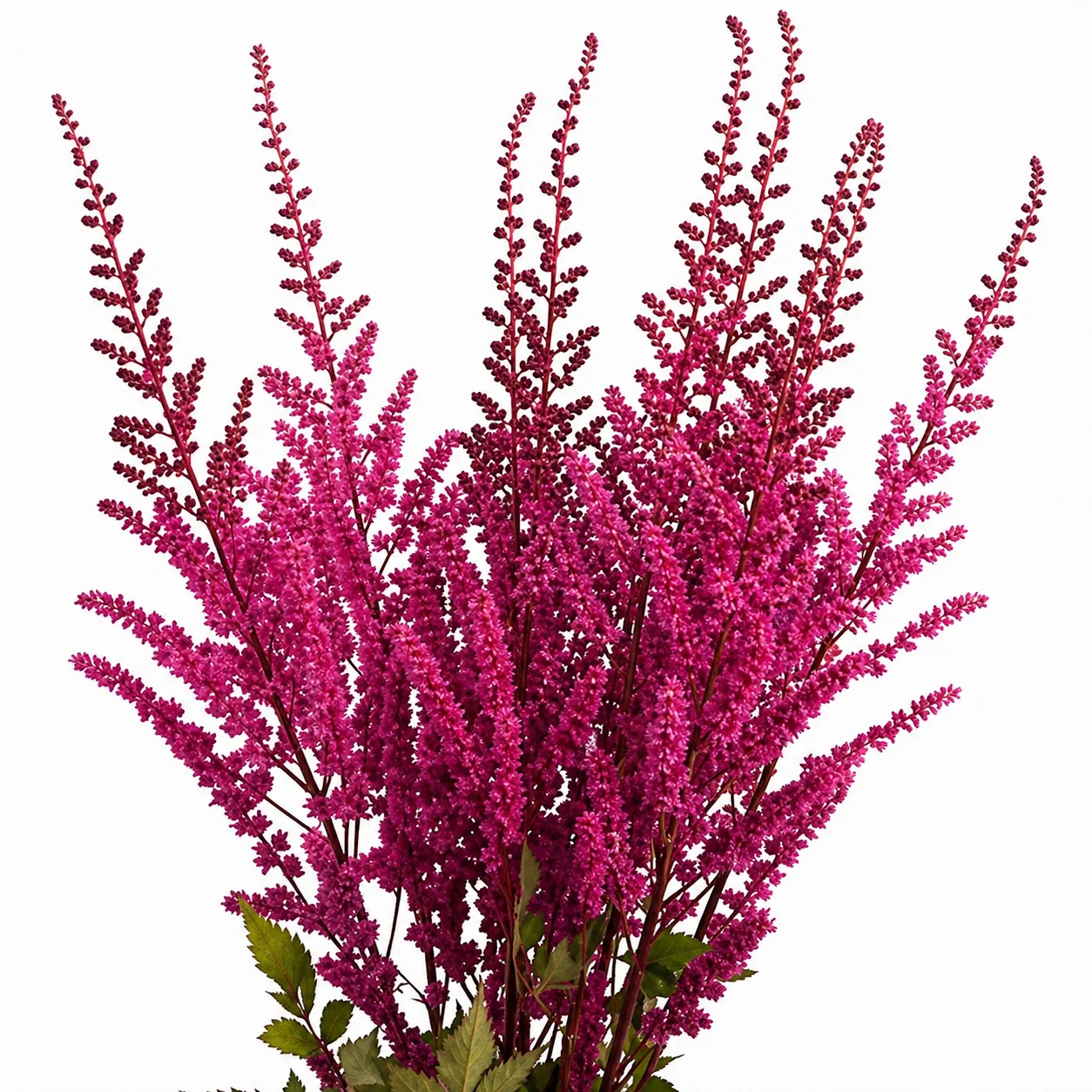 Astilbe Hot Pink