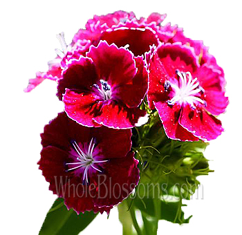 Romantic dark pink Dianthus with ruffled blooms, ideal for weddings, events, and artistic floral compositions.