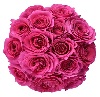 Hot Pink Garden Roses